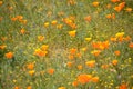 A field of wild California poppies Royalty Free Stock Photo