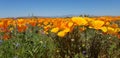 Field of wild California Poppies Royalty Free Stock Photo