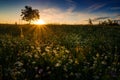 Field of wild camomile flowers shot at sunrise or sunset with a tree in the background Royalty Free Stock Photo