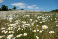 Field of wild chamomile daisies in the Chess River Valley between Chorleywood and Sarratt, Hertfordshire, UK.