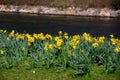 A field of wild daffodilies next to a canal in a park in MalmÃÂ¶, Sweden