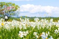 A field of wild daffodils. Narcissus Valley in Ukrainian Carpathians. Spring in the mountains