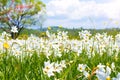 A field of wild daffodils. Narcissus Valley in Ukrainian Carpathians. Spring in the mountains, toned, sunlight