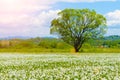 A field of wild daffodils. Narcissus Valley in Ukrainian Carpathians. Spring in the mountains. toned, sunshine.