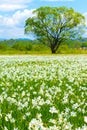 A field of wild daffodils. Narcissus Valley in Ukrainian Carpathians. Spring in the mountains. toned, sunshine, vertical