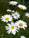 Field daisies in the summer time Royalty Free Stock Photo