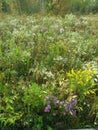 Field of Wild Flowers