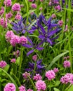 Field of wild flowers in bloom with camas lilies and Alpine catchfly