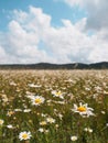 Field wild flowers camomiles against a cloudy sky. Royalty Free Stock Photo