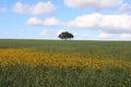 Lonely tree. landscape of alentejo, Portugal. Royalty Free Stock Photo