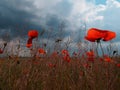 Field wild flowers poppies against a cloudy sky.