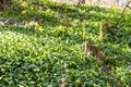 A field of wild garlic in the forrest Royalty Free Stock Photo