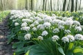 A field of wild garlic plants growing in a forest environment Royalty Free Stock Photo