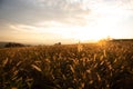 Field of wild grass against the autumn sky at sunset. Autumn landscape with warm colors of brown and gold. Selective focus, Royalty Free Stock Photo