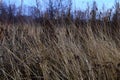 Field of wild grass blowing and waving in the wind with bright sunlight Royalty Free Stock Photo