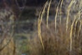 Field of wild grass blowing and waving in the wind with bright sunlight Royalty Free Stock Photo