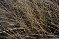 Field of wild grass blowing and waving in the wind with bright sunlight Royalty Free Stock Photo