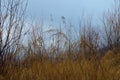 Field of wild grass blowing and waving in the wind with bright sunlight Royalty Free Stock Photo