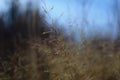 Field of wild grass blowing and waving in the wind with bright sunlight Royalty Free Stock Photo