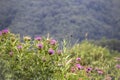 Field with wild-growing Silybum marianum Milk Thistle , Medicinal plants. Royalty Free Stock Photo