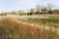 Field of Wild Indian Paintbrush, Long Point, Canada Royalty Free Stock Photo