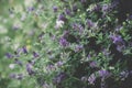 Field of wild lavender Royalty Free Stock Photo