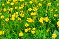 Field of wild marsh marigold