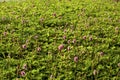 Field of wild Mimosa strigillosa powderpuff ground cover Royalty Free Stock Photo