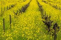 Field of wild mustard in bloom at a vineyard in the spring, Sonoma Valley, California Royalty Free Stock Photo