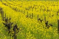 Field of wild mustard in bloom at a vineyard in the spring, Sonoma Valley, California Royalty Free Stock Photo