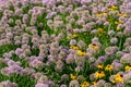 Field of wild onion allium Royalty Free Stock Photo