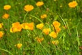 Close up of wild orange poppies Royalty Free Stock Photo