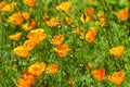 Close up of wild orange poppies