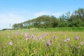 Field wild orchids