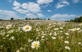 Field of wild oxeye camomile daisies in the Chess River Valley between Chorleywood and Sarratt, Hertfordshire, UK.