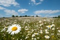 Field of wild oxeye camomile daisies in the Chess River Valley between Chorleywood and Sarratt, Hertfordshire, UK.