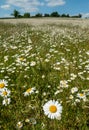 Field of wild oxeye camomile daisies in the Chess River Valley between Chorleywood and Sarratt, Hertfordshire, UK.