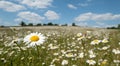 Field of wild oxeye camomile daisies in the Chess River Valley between Chorleywood and Sarratt, Hertfordshire, UK.