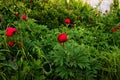 A field of wild peonies