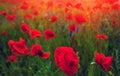 Field of wild poppies flower in the blurry background at sunset Royalty Free Stock Photo