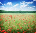 Field of wild poppy flowers. Royalty Free Stock Photo