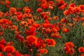 Field of wild red poppy flowers on sunset on contre joure. Agricultural concept.