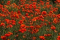 Field of wild red poppy flowers on sunset on contre joure. Agricultural concept