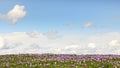 Field of wild purple crocuses with clouds in background Royalty Free Stock Photo