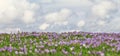 Field of wild purple crocuses with clouds in background