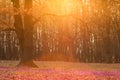 Field of wild purple crocuses with oaks trees valley at sunset. Beauty of wildgrowing spring flowers crocus blooming in spring Royalty Free Stock Photo