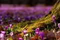 Field of wild purple crocuses with oaks trees valley at sunset. Beauty of wildgrowing spring flowers crocus blooming in spring Royalty Free Stock Photo