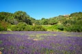 Field of wild purple flowers in Menorca, Balearic islands Spain Royalty Free Stock Photo