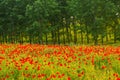 Field of wild red poppies