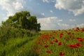 Field of wild red poppies